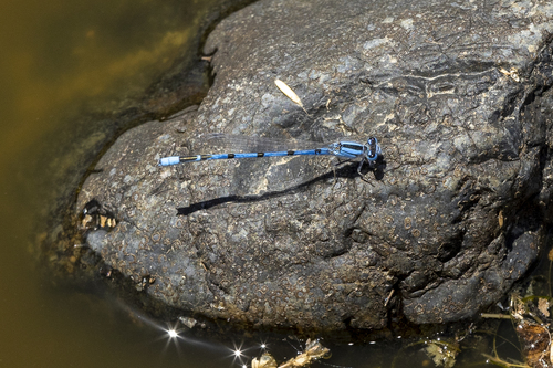 iNaturalist observation photo of Familiar Bluet