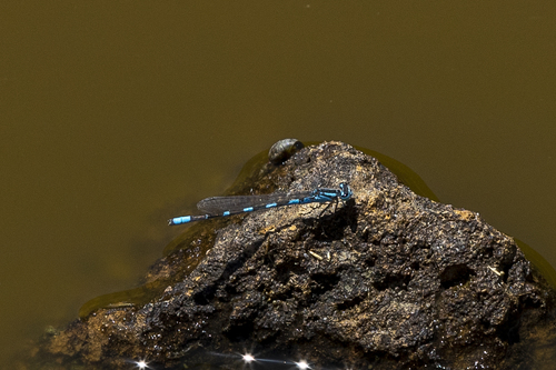 iNaturalist observation photo of Tule Bluet