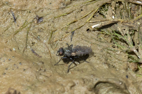 iNaturalist observation photo of Brachyceran Flies