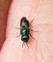 Pseudomalus pusillus