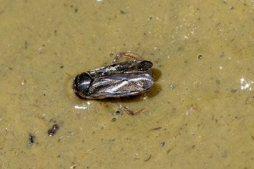 iNaturalist observation photo of Corixinae