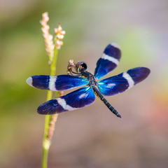 Zenithoptera lanei