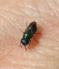 Pseudomalus pusillus