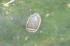 Dytiscus habilis