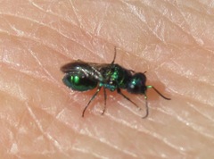 Pseudomalus pusillus