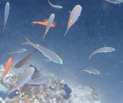 Neopomacentrus miryae