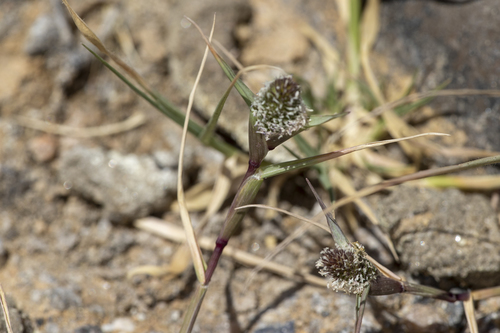 iNaturalist observation photo of swamp pricklegrass