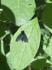 Chrysopilus velutinus
