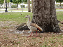 Alopochen aegyptiaca image