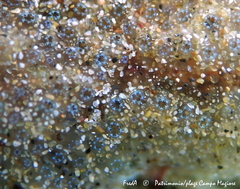 Aplidium asperum