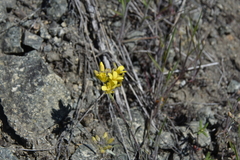 Physaria douglasii