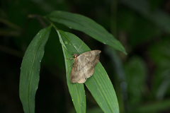 Hypopyra