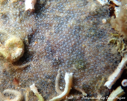 Representative image of Coronellina