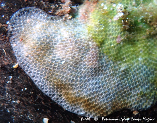 Representative image of Calpensia nobilis