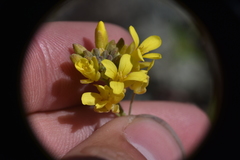 Physaria douglasii