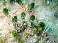 Dasycladus vermicularis