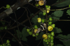 Bastilla