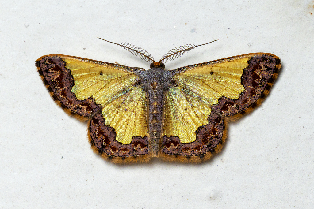 Zamarada denticulata