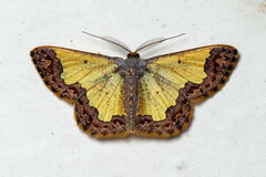 Zamarada denticulata