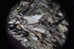 Physaria douglasii