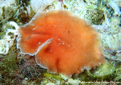 Eurylepta cornuta