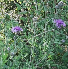Centaurea scabiosa