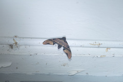 Amplypterus panopus