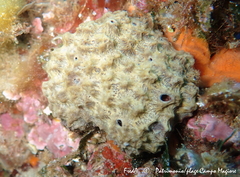 Irciniidae