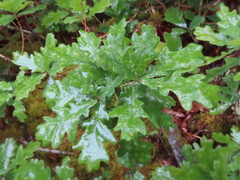 Quercus orocantabrica