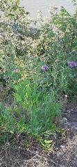 Centaurea scabiosa