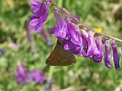 Ochlodes sylvanus