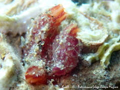 Microcosmus claudicans