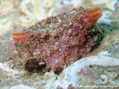 Microcosmus claudicans