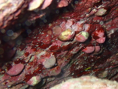 Novocrania anomala