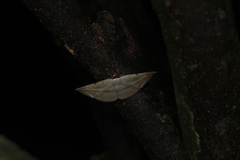 Hypopyra vespertilio