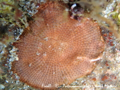 Schizomavella