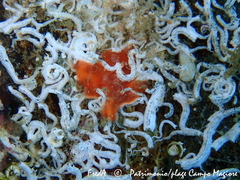 Spirobranchus triqueter