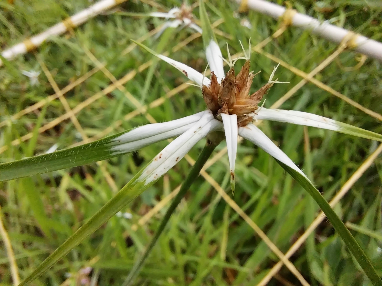 Rhynchospora nervosa