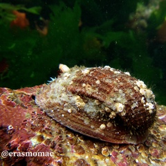 Concholepas concholepas