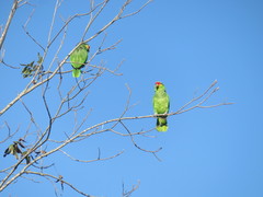 Amazona autumnalis