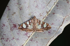 Glyphodes sibillalis