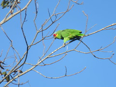 Amazona autumnalis