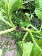 Acanthocoris sordidus