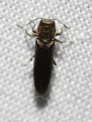 Agrilus cephalicus