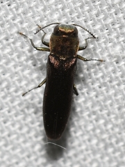 Agrilus cephalicus