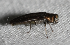 Agrilus cephalicus