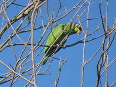 Amazona autumnalis