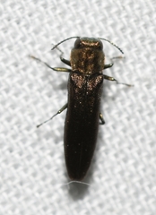 Agrilus cephalicus