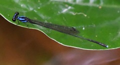 Prodasineura collaris