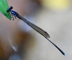 Prodasineura collaris